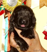 Превью фото № 156707