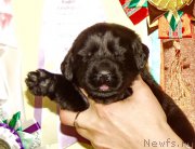 Превью фото № 156710