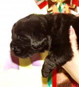 Превью фото № 156711