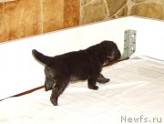 Превью фото № 156716