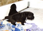 Превью фото № 156720