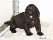 Превью фото № 156721