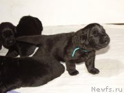 Превью фото № 156722