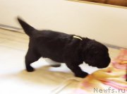 Превью фото № 156724