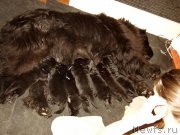 Превью фото № 156727