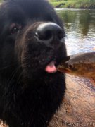 Превью фото № 156750