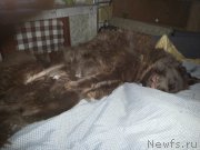 Превью фото № 156785