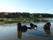 Превью фото № 156802