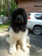 Превью фото № 156830