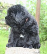 Превью фото № 156882