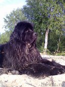 Превью фото № 156897