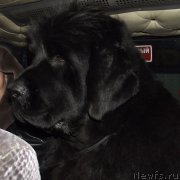 Превью фото № 156898