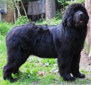 Превью фото № 156902