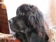 Превью фото № 156972