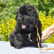 Превью фото № 157030