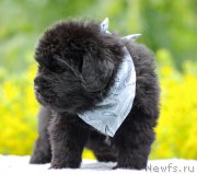 Превью фото № 157043