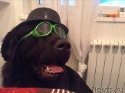 Превью фото № 157092