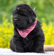 Превью фото № 157108