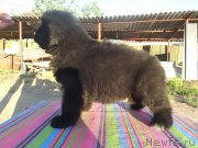 Превью фото № 157158