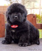 Превью фото № 157189