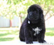 Превью фото № 157239