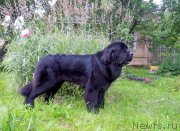 Превью фото № 157332