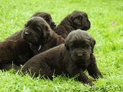 Превью фото № 157341