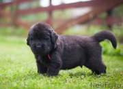 Превью фото № 157345