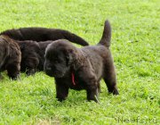 Превью фото № 157347