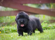 Превью фото № 157356