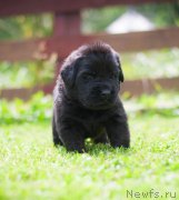 Превью фото № 157358