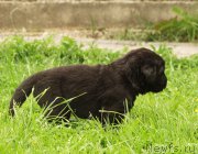 Превью фото № 157365