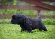 Превью фото № 157377