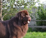 Превью фото № 157431