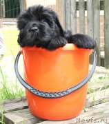 Превью фото № 157436