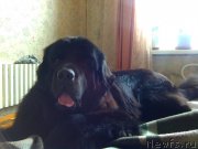 Превью фото № 157447