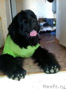 Превью фото № 157448