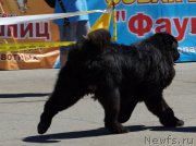 Превью фото № 157499
