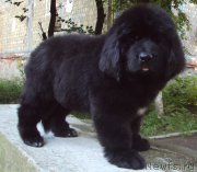 Превью фото № 157623