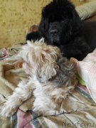 Превью фото № 157685