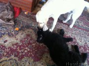 Превью фото № 157788