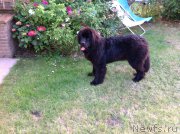 Превью фото № 157802