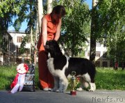 Превью фото № 157862