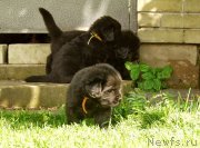 Превью фото № 157901