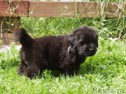 Превью фото № 157912