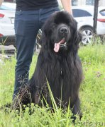 Превью фото № 158189