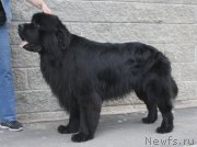 Превью фото № 158191