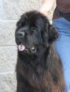 Превью фото № 158202