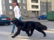 Превью фото № 158206