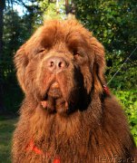 Превью фото № 158223